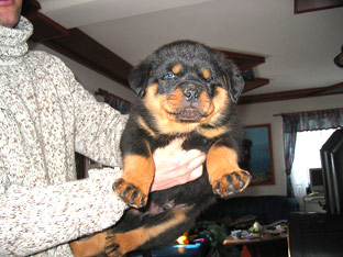 Rottweiler Ares mit 5 Wochen