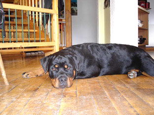 Rottweiler Ares mit 8 Monaten