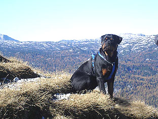 Rottweiler Ares 9 Monate