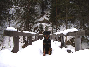 Rottweiler Ares