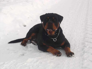 Rottweiler Ares im Winter
