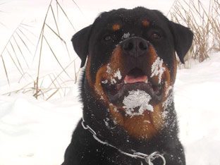 Rottweiler Ares 1 Jahr