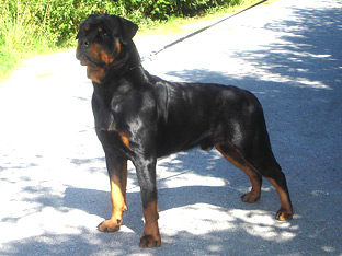 Rottweiler Ares mit 19 Monaten