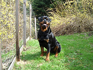Rottweiler Ares mit 17 Monaten
