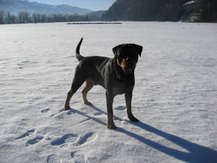 Ares mit fast 3 Jahren!