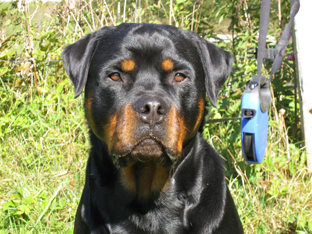 Ares mit 4 Jahren!