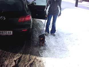Rottweiler Ares mit 8 Wochen