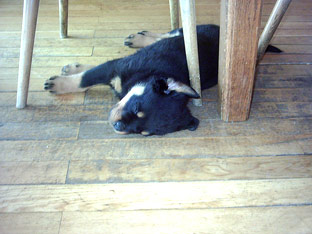 Rottweiler Ares