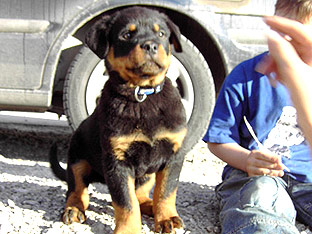 Rotti Ares