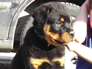 Rottweiler Ares