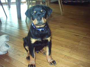 Rottweiler Ares mit 16 Wochen