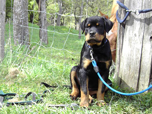 Rottweiler Ares 6 Monate
