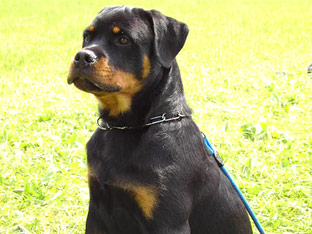 Rottweiler Ares 7 Monate