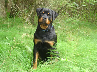 Rottweiler Ares