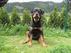 Rottidame Cara