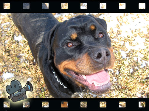 Rottweiler - Endlich sind die Videos online!