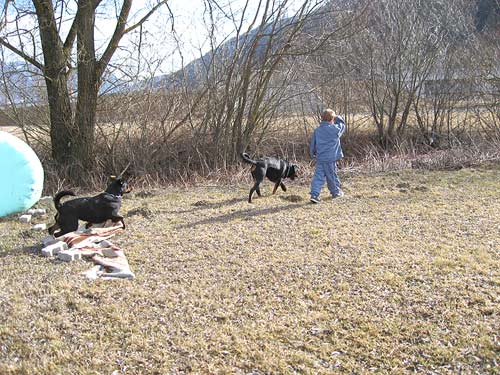 Rottweiler - Ares und Sina