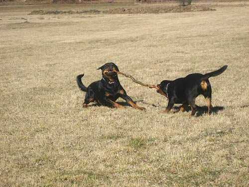 Rottweiler - Faschingsonntag Rottweiler - Faschingsonntag