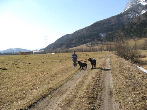 Rottweiler - Freundin Sina Rottweiler - Freundin Sina