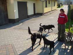 Rottweiler - Auf Besuch bei Maggy und Aika
