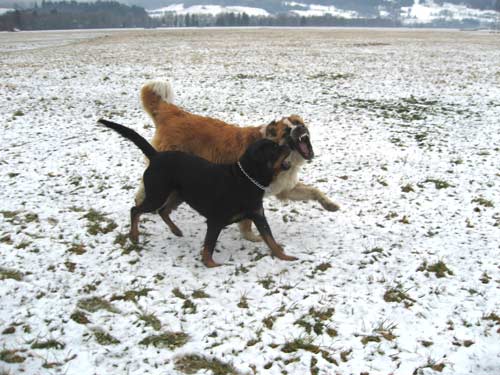 Rottweiler - Schnee - Regen!