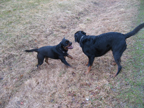 Rottweiler - Rottis