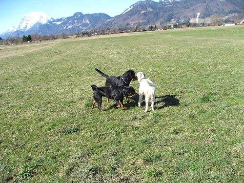 Rottweiler - Fr�hling