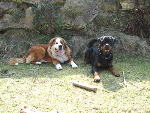 Rottweiler - Zwei alte Freunde Rottweiler - Zwei alte Freunde