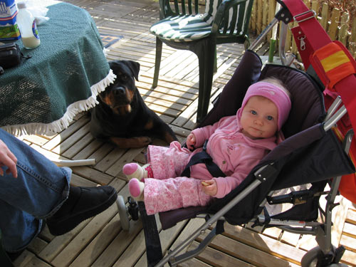 Rottweiler - Baby Alina Rottweiler - Baby Alina