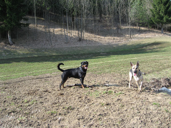 Rottweiler - Ares und Schulkollegin Cora Rottweiler - Ares und Schulkollegin Cora