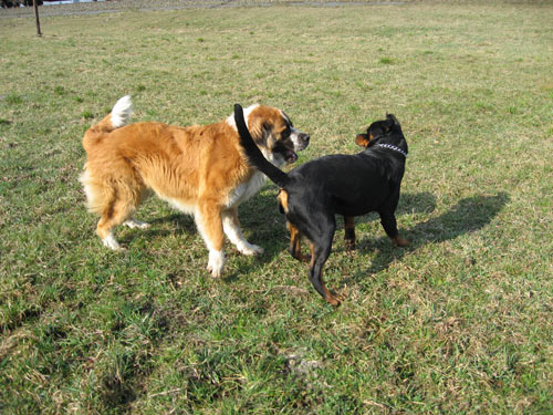 Rottweiler - Morgensport