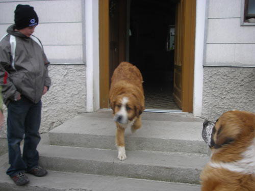 Rottweiler - Berni - Mama