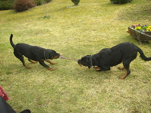 Rottweiler - Ein spitzen Team! Rottweiler - Ein spitzen Team!