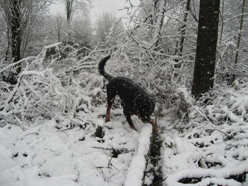 Rottweiler - Winter?