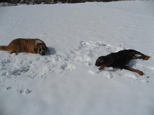 Rottweiler - Ares und Rocco