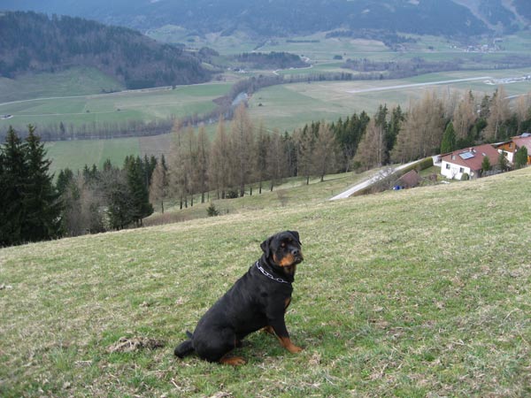 Rottweiler - Einmal anders! Rottweiler - Einmal anders!