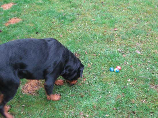 Rottweiler - Ostergrüße! Rottweiler - Ostergrüße!