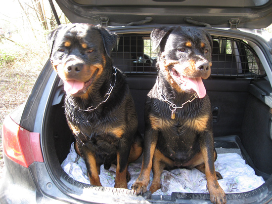 Rottweiler - Schuleinschreibung Rottweiler - Schuleinschreibung