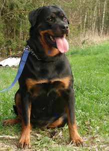 Rottweiler - Bessy Champion Club Dog- Mama von Ares