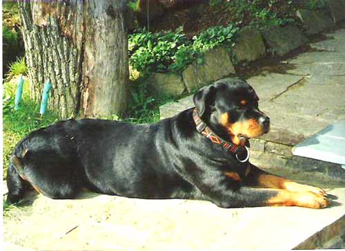 Rottweiler - Anatalia von der Edelsee´r Farm