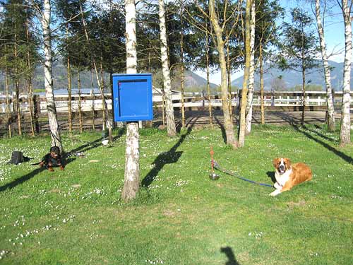 Rottweiler - Hundeschule Ennstal Rottweiler - Hundeschule Ennstal