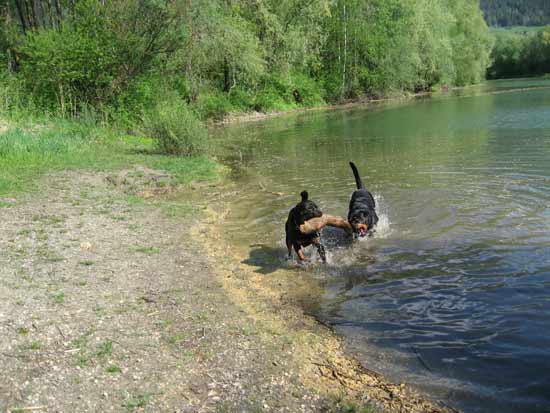 Rottweiler - Schwimmteam Ares und Sina