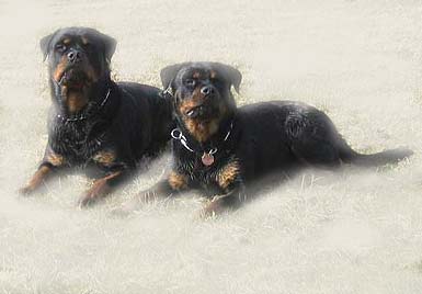Rottweiler - Neue Videos!