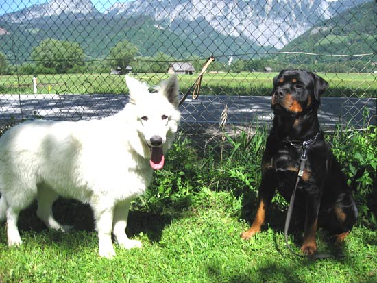 Rottweiler - Lou