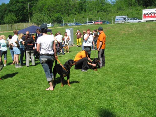 Rottweiler - Rottweiler Klubsiegerschau in Edt Rottweiler - Rottweiler Klubsiegerschau in Edt