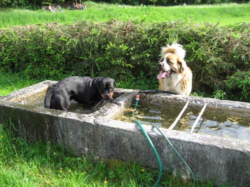 Rottweiler - Ares und Rocco