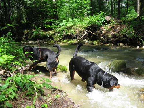 Rottweiler - Pfingstfeiertage Rottweiler - Pfingstfeiertage
