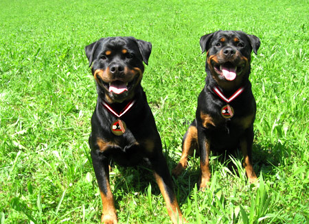 Rottweiler - Prüfungen geschafft! Rottweiler - Prüfungen geschafft!