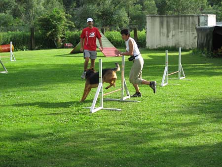 Rottweiler - Agility Einsteigerkurs Rottweiler - Agility Einsteigerkurs