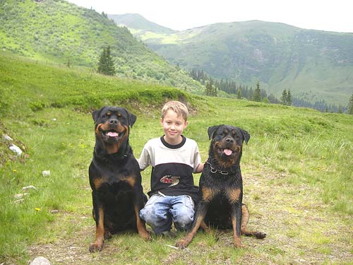 Rottweiler - Ausflug auf die Gamper Alm Rottweiler - Ausflug auf die Gamper Alm